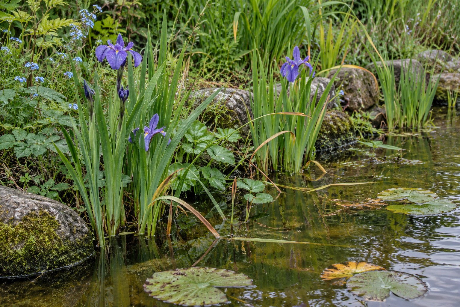 Buy Pond Plants Online Ireland | Over 120 Varieties